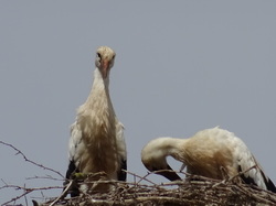 Le Mont Saint Michel et Neuwiller lès Saverne par Jacques