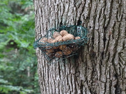 Le Mont Saint Michel et Neuwiller lès Saverne par Jacques