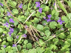 le sentier de Flodoberthe par Sylvie
