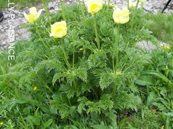 Le Tour du Cantal par Eric