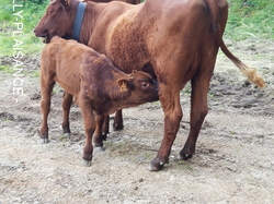 Le Tour du Cantal par Eric