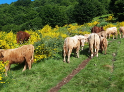 Le Tour du Cantal par Eric