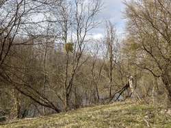 Malnoue par Dominique