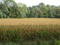 Marche Tonique à Rentilly