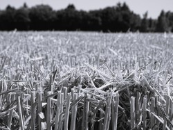 Montceaux les Meaux par Jacques