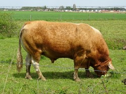 Presles-Liverdy par Jacques