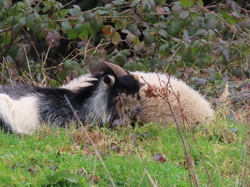 Rambouillet par Jacques