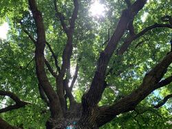 Randonnée à Coupvray