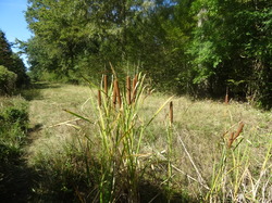 Randonnée en forêt de Ferrières