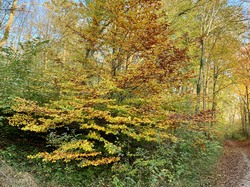 Randonnée à Ermenonville par Sylvie