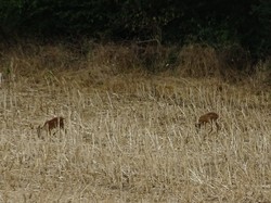 Ronquérolles-Vexin par Jacques