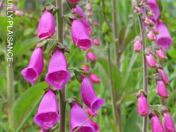 Saint Céneri et Saint Léonard