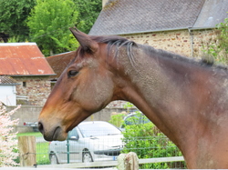 Saint Céneri et Saint Léonard