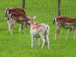 Saint Céneri et Saint Léonard