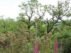 Saint Céneri et Saint Léonard