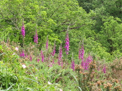 Saint Céneri et Saint Léonard