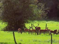 Saint Jean aux Bois - Pierrefond par Jacques