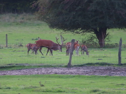 Saint Jean aux Bois - Pierrefond par Jacques