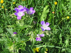 Séjour à Sixt: vendredi 5 juillet promenade de santé autour du Lac du Roy par Serge