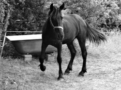 Séjour en Auvergne: Ambert et le moulin Richard de Bas par Jacques
