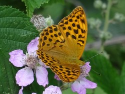 Séjour en Auvergne: Ambert et le moulin Richard de Bas par Jacques