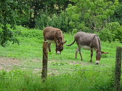 Séjour en Auvergne: Ambert et le moulin Richard de Bas par Jacques