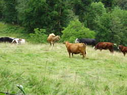 Séjour en Auvergne: Ambert et le moulin Richard de Bas par Jacques