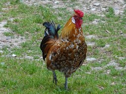 Séjour en Auvergne: autour de Bertignat par Jacques