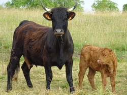 Séjour en Auvergne: autour de Bertignat par Jacques