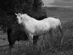 Séjour en Auvergne: autour de Bertignat par Jacques