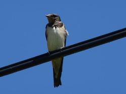 Séjour en Auvergne: LA Chaise-Dieu par Jacques