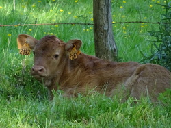 Séjour Vendée: Jour 3 par Jacques