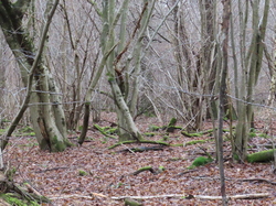 Soisy sur Seine-Forêt de Sénart par Jacques