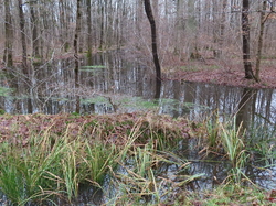 Soisy sur Seine-Forêt de Sénart par Jacques