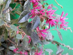 Sur les Pas de Georges Brassens par Christian