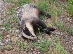 Séjour Najac: Autour de Najac