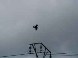 Séjour à Najac:autour de Villeneuve d'Aveyron