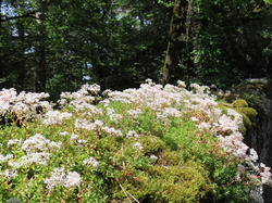 Séjour à Najac:autour de Villeneuve d'Aveyron