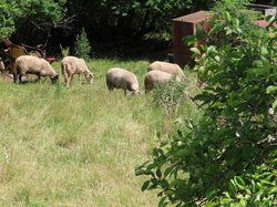 Séjour à Najac:autour de Villeneuve d'Aveyron