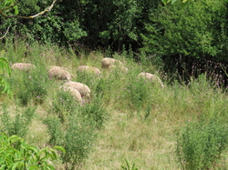 Séjour à Najac:autour de Villeneuve d'Aveyron