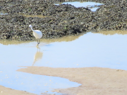 Séjour à Ronce les Bains: randonnée à Talmont sur Gironde par Jacques