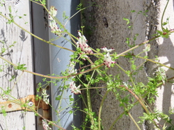 Séjour à Ronce les Bains: randonnée à Talmont sur Gironde par Jacques