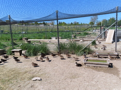 Séjour à Ronce les Bains: randonnée à Talmont sur Gironde par Jacques