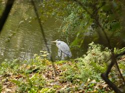 Tonique au Bois de Vincennes par Claude