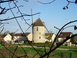 Tonique en forêt de Bondy par Jacques