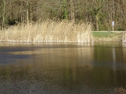 Tonique en forêt de Bondy par Jacques