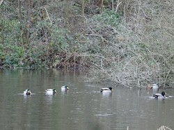 Tonique en forêt de Bondy par Jacques