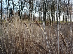 Tonique en forêt de Bondy par Jacques