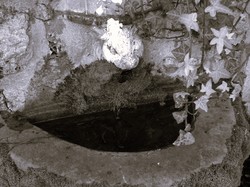 Tonique en forêt de Bondy par Jacques