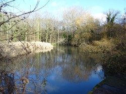 Tonique en forêt de Bondy par Jacques
